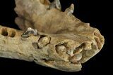 Fossil Juvenile Etruscan Wolf (Canis) Partial Mandible - Belgium #155000-6